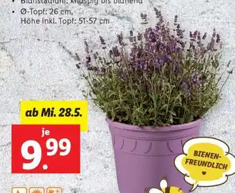 Lidl Lavendel im Topf Angebot