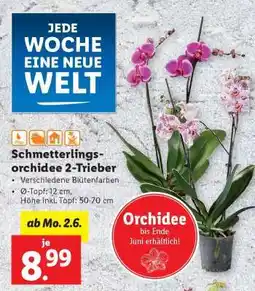 Lidl Schmetterlingsorchidee 2-Trieber Angebot