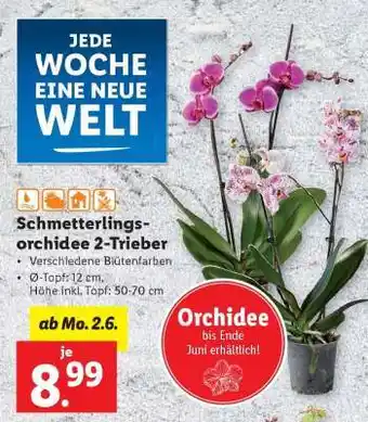 Lidl Schmetterlingsorchidee 2-Trieber Angebot