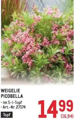Metro Weigelie picobella Angebot