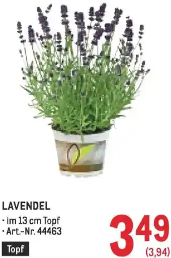 Metro Lavendel Angebot
