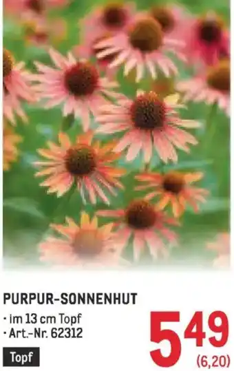 Metro Purpur-sonnenhut Angebot
