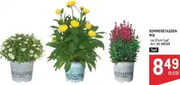 Metro Sommerstauden mix Angebot
