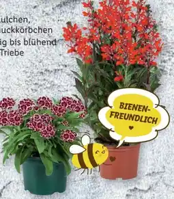 Lidl Stauden Angebot