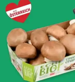 PENNY Echt Bio Creme-Champignons Angebot