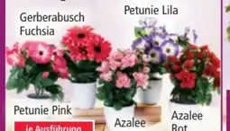 Norma Bella Casa Deko-Blühpflanzen Angebot