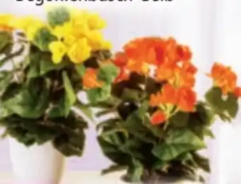 Norma Bella Casa Deko-Blühpflanzen Angebot