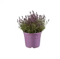 Lidl Lavendel angustifolia Ø-Topf: 26 cm Lidl Angebot