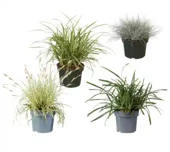 Lidl Ziergras Verschiedene Arten und Blattfarben Lidl Angebot
