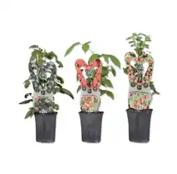 Lidl Beerenstrauch versch. Sorten Lidl Angebot