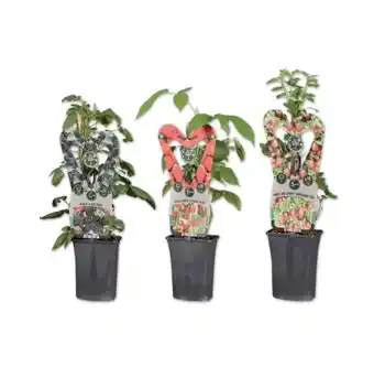 Lidl Beerenstrauch versch. Sorten Lidl Angebot