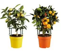 Lidl Mediterrane Pflanze versch. Sorten Lidl Angebot