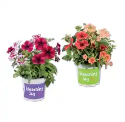 Lidl Blühtrio Verschiedene Arten und Farben Lidl Angebot