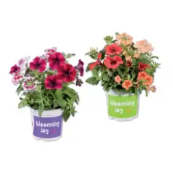 Lidl Blühtrio Verschiedene Arten und Farben Lidl Angebot