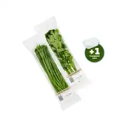 PENNY Kräuter div. Sorten Penny Angebot