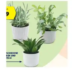 Hofer Grünpflanze versch. Farben und Modelle HOFER Angebot