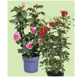 Hofer Duftrose HOFER Angebot