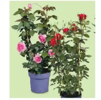 Hofer Duftrose HOFER Angebot