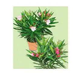 Hofer Oleander verschiedenen Blütenfarben HOFER Angebot