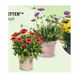Hofer Stauenmix “BEEBETTER“ versch. Sorten HOFER Angebot