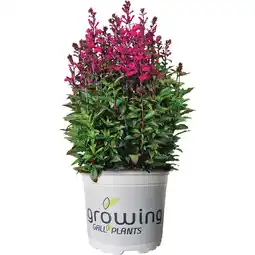 Metro Sommerstauden Mix, Preisangabe ohne MwSt. (Preis inkl. MwSt. 9,59 €), METRO Angebot