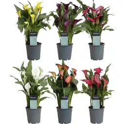 Metro Calla, Preisangabe ohne MwSt. (Preis inkl. MwSt. 7,90 €), METRO Angebot
