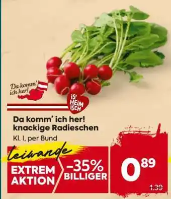 Billa Da komm’ ich her! knackige Radieschen Angebot