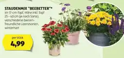 Hofer STAUDENMIX “BEEBETTER“ Angebot
