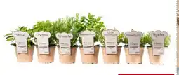 Interspar Kräuter Aromatic Angebot