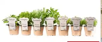 Interspar Kräuter Aromatic Angebot