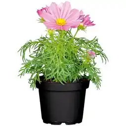 Hellweg Plantiflor Schmuckkörbchen Angebot