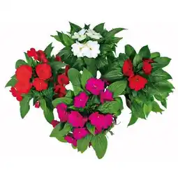 Hellweg Plantiflor Edellieschen Angebot