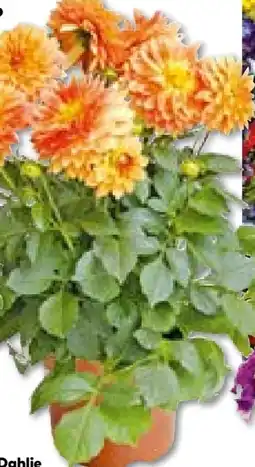 Hellweg Plantiflor Dahlien Angebot