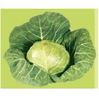 Maximarkt Frühkraut Maximarkt Angebot