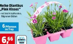 Thomas Philipps Nelke dianthus ,,pink kisses" Angebot