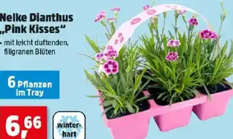 Thomas Philipps Nelke dianthus ,,pink kisses" Angebot