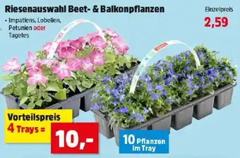 Thomas Philipps Riesenauswahl beet- & balkonpflanzen Angebot