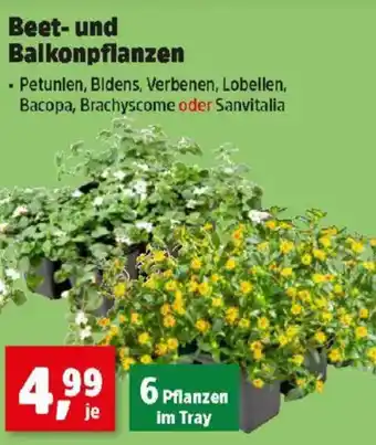 Thomas Philipps Beet- und balkonpflanzen Angebot