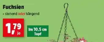 Thomas Philipps Fuchsien Angebot