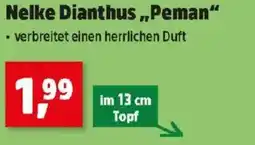Thomas Philipps Nelke dianthus „peman" Angebot