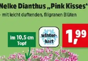 Thomas Philipps Nelke dianthus,,pink kisses" Angebot