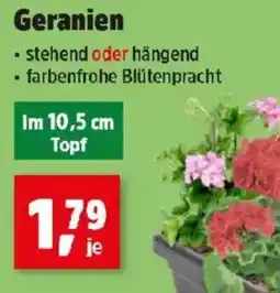 Thomas Philipps Geranien Angebot