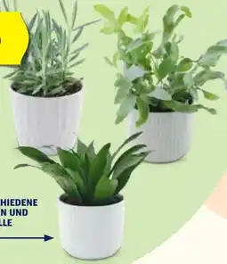 Hofer Grünpflanzen Angebot