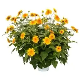 OBI Sonnenblume Angebot