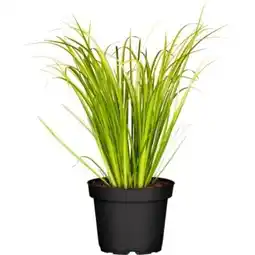 OBI Grow by Obi Grasartiger Kalmus Argenteostriatus Angebot