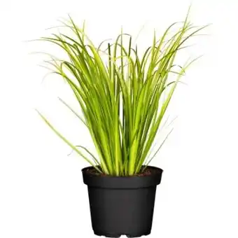 OBI Grow by Obi Grasartiger Kalmus Argenteostriatus Angebot