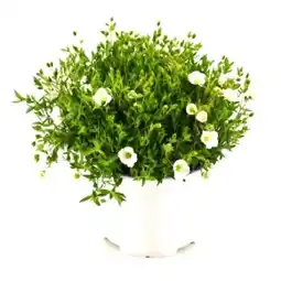 OBI Grow by Obi Berg-Sandkraut Angebot