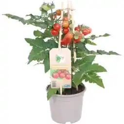OBI Grow by Obi Cherrytomate Rot Pick & Joy Angebot