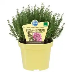 OBI Blu Bio-Rosen-Thymian Angebot