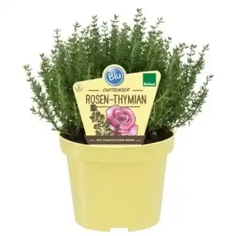 OBI Blu Bio-Rosen-Thymian Angebot